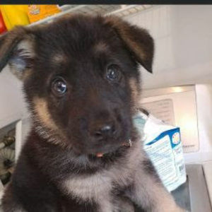 Meet your Posher, Taelor